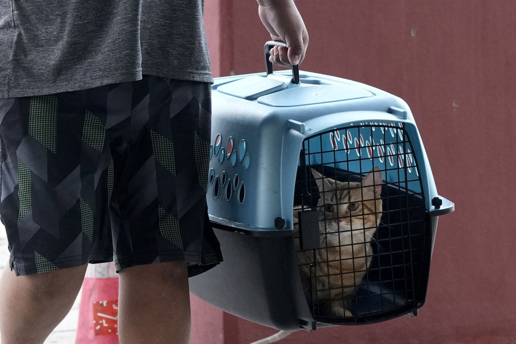 Hurricane Pets-What to Know